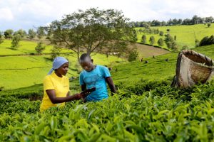 Copia wins 2022 Agtech breakthrough award - Farming Division